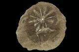 Annularia Fern Fossil - Mazon Creek #106658-1